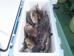釣具の通信販売。ささき釣具店は今年も安値日本一に挑戦！！宮城県の船釣りは釣船孔明丸！！